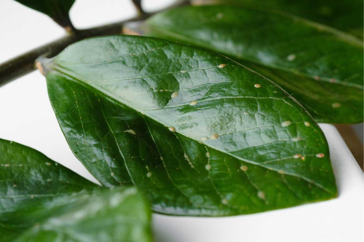 Des cochenilles sur un Zamioculcas