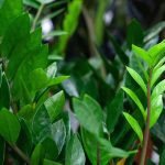 Zamioculcas : Cultiver et entretenir