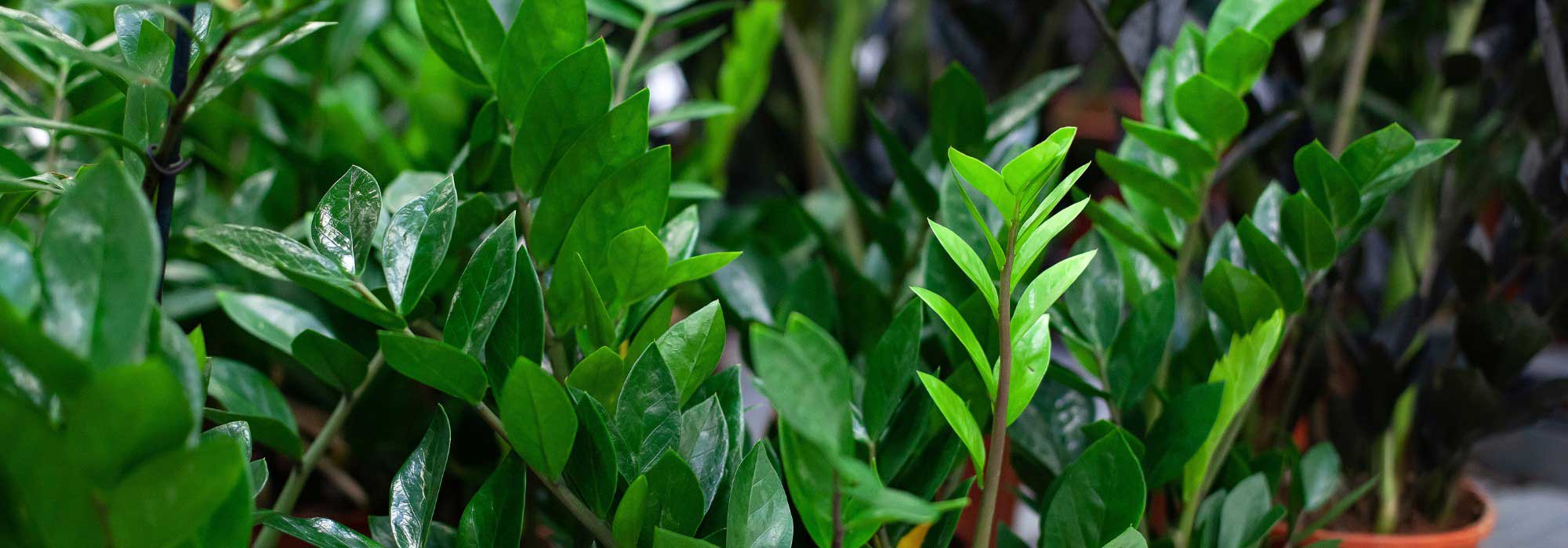 Zamioculcas : Cultiver et entretenir