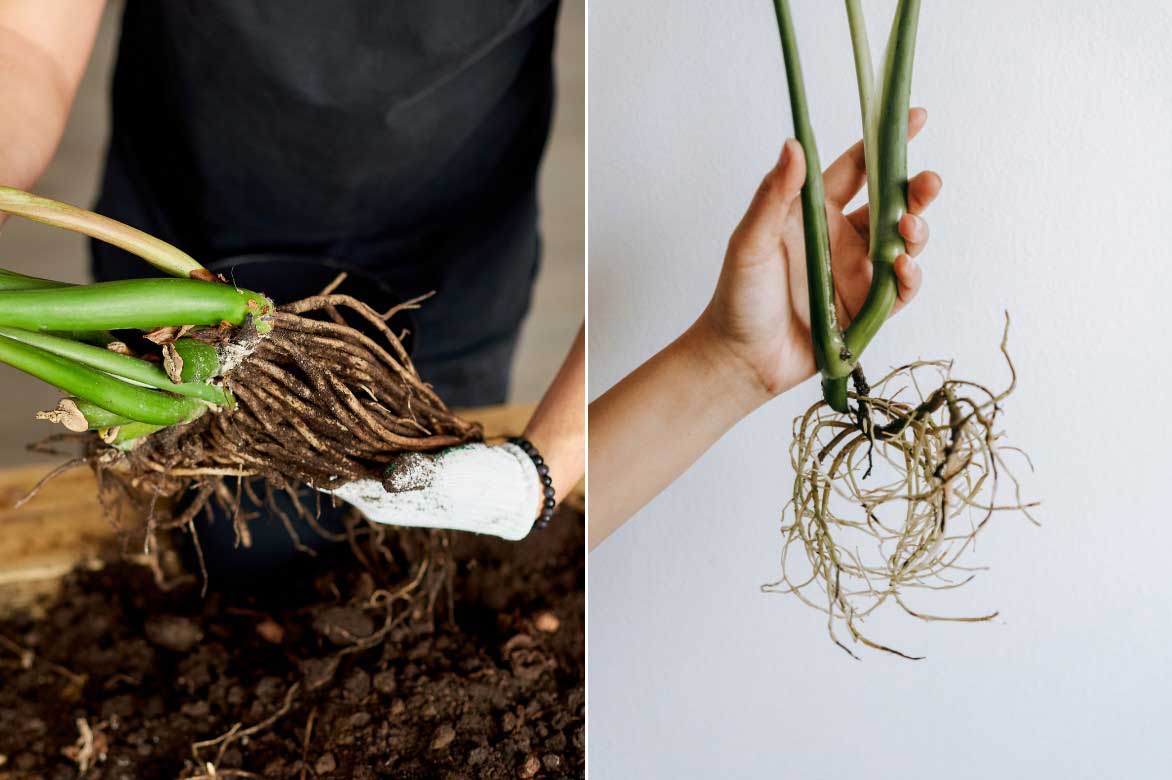 La division du Zamioculcas