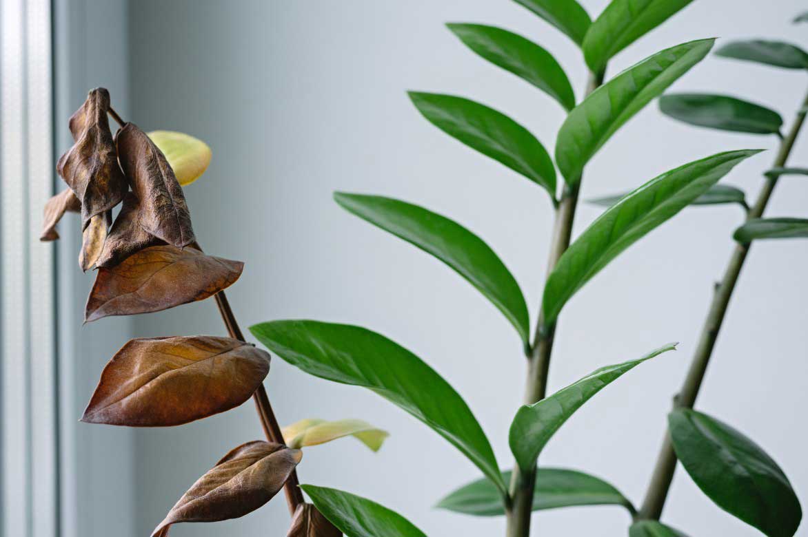 Zamioculcas - problemes de culture, feuilles seches