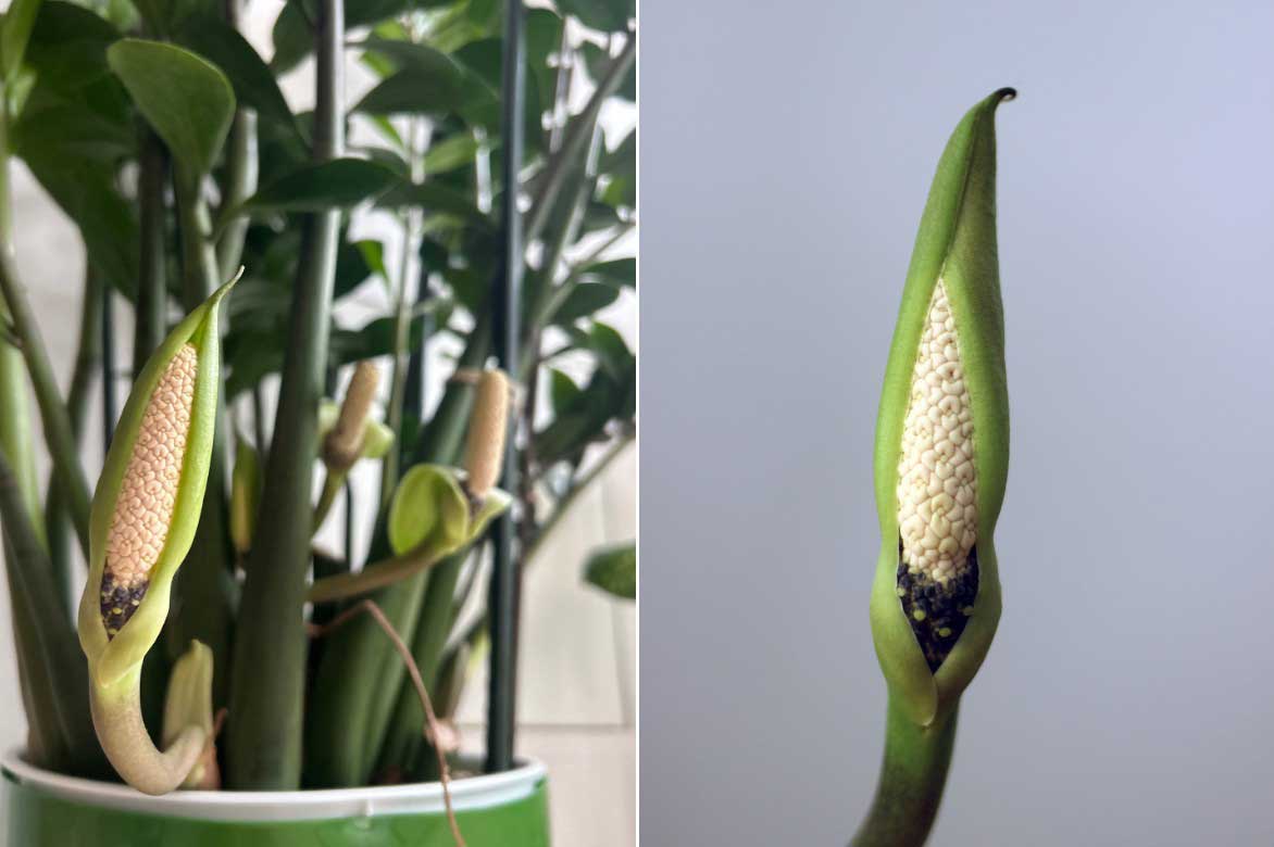 Fleurs de Zamioculcas