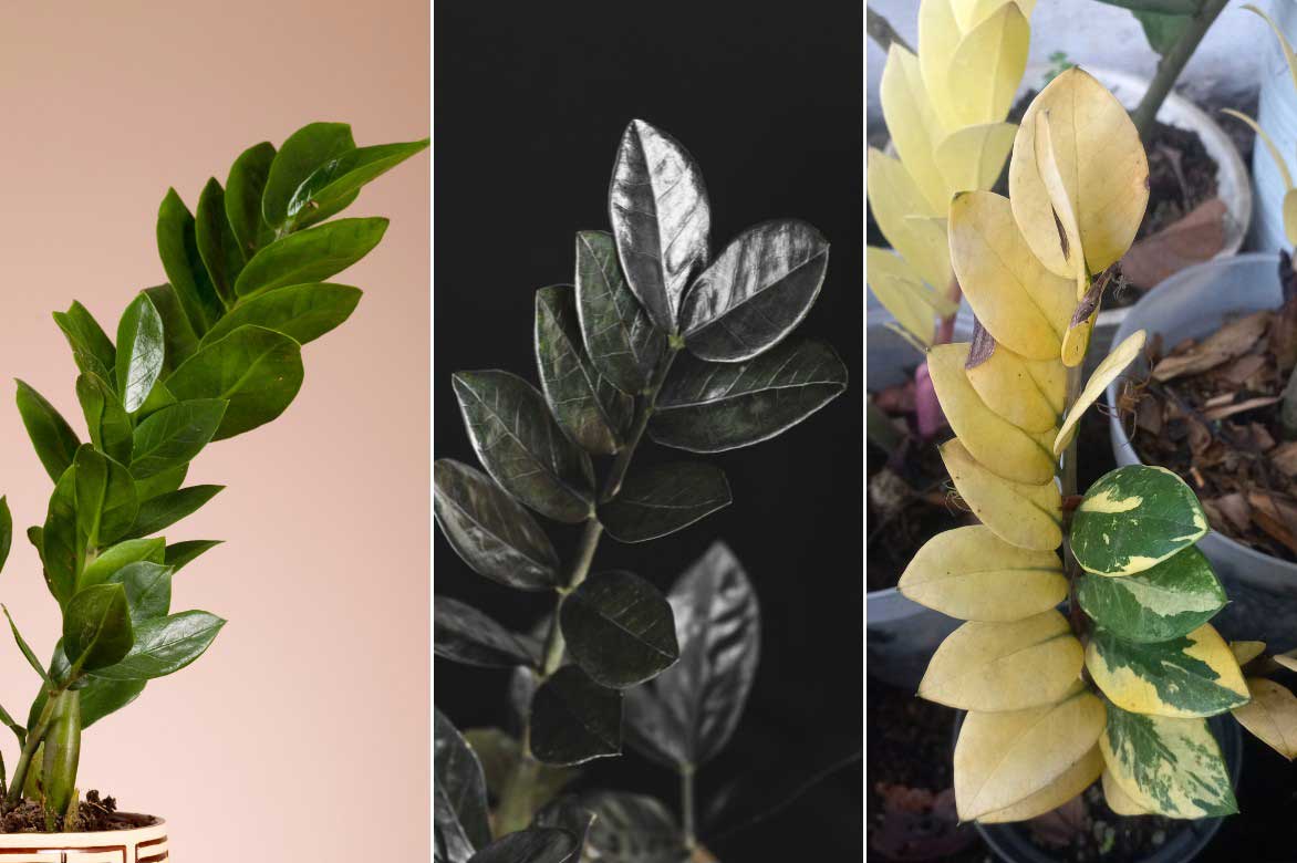 Zamioculcas - Differentes couleurs de feuilles
