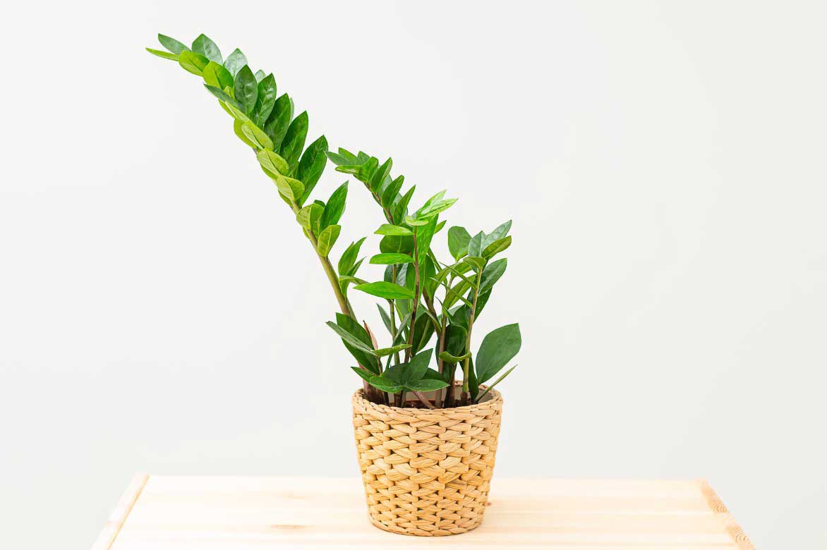 Zamioculcas zamiifolia