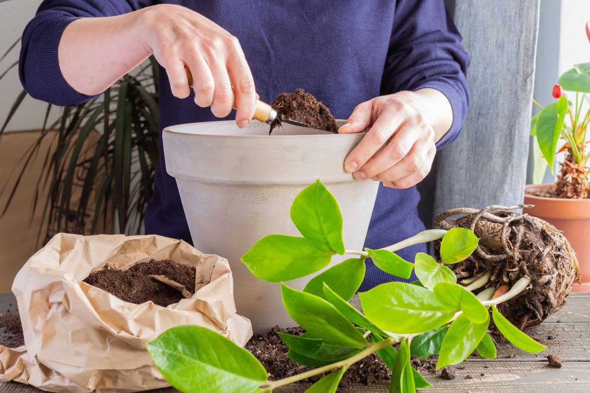 Comment planter un Zamioculcas en pot