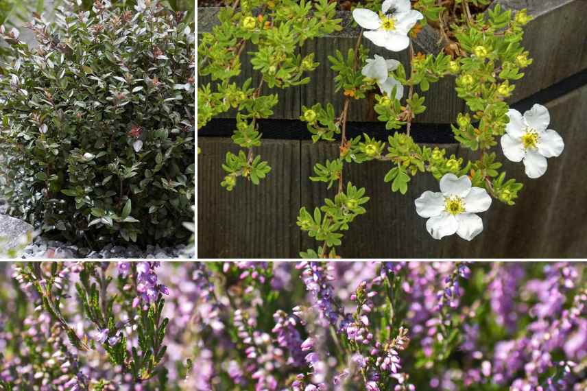 quelle plante pour fleurir une tombe