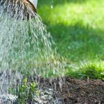 Comment arroser sans noyer vos plantes ?