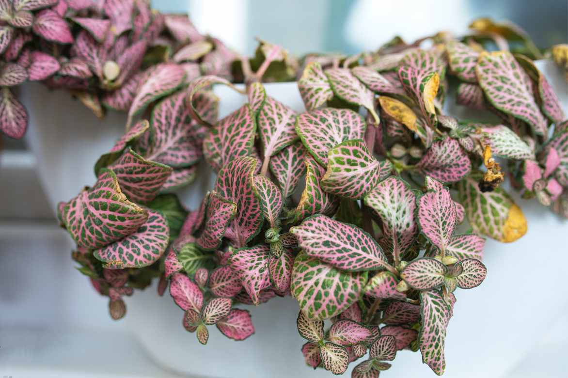 arrosage Fittonia