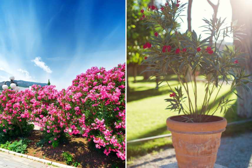 arrosage : nos conseils pour arroser sans noyer 