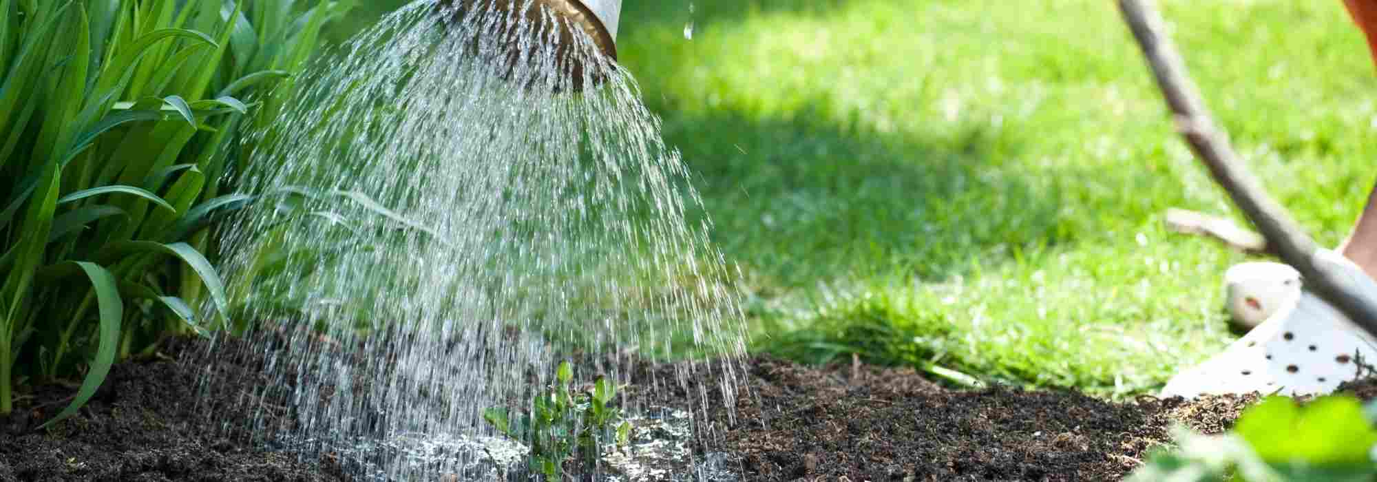 Comment arroser sans noyer vos plantes ?