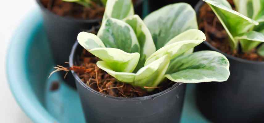 comment arroser un peperomia