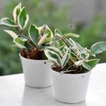 Fleurs de porcelaine, Hoya : comment bouturer facilement ?