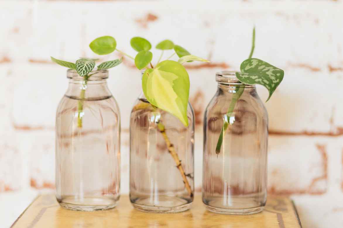 multiplier un fittonia