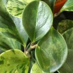 Comment bouturer un Peperomia ?
