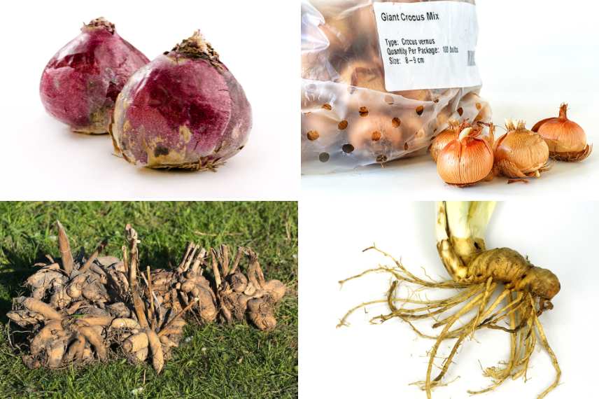 bulbes : comment les planter ?