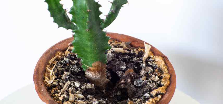 maladies euphorbe cactus