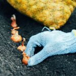 Comment planter des oignons au potager ?