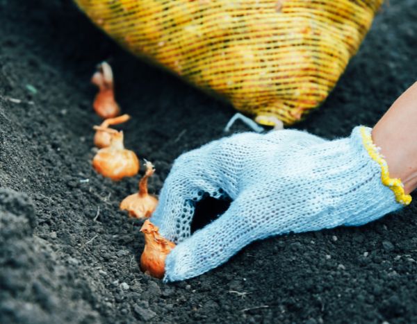 Comment planter des oignons au potager ?