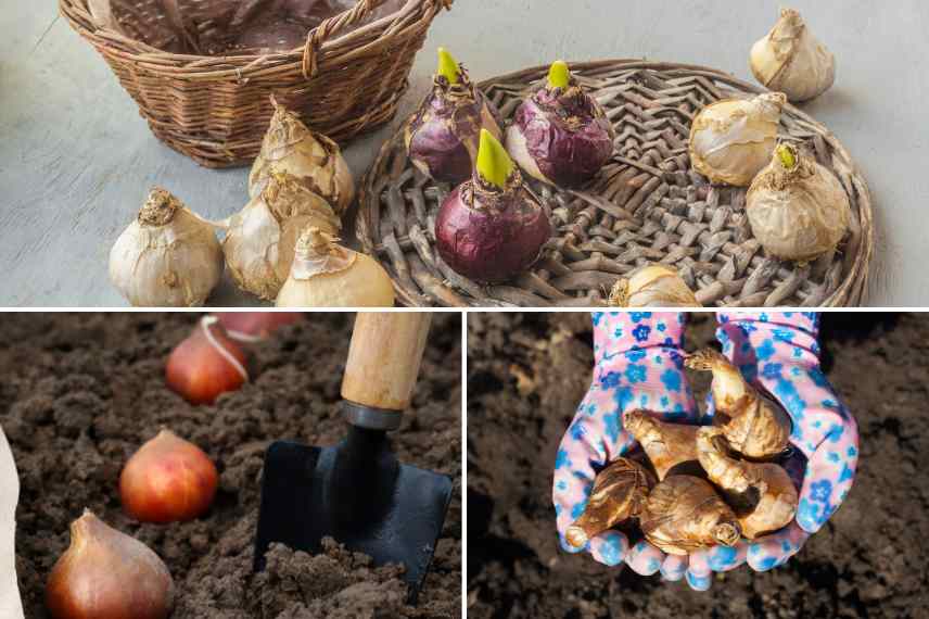 bulbes tulipes jonquilles narcisses jacinthe les differencier