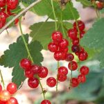Taille des groseilliers : quand et comment bien la réussir ?