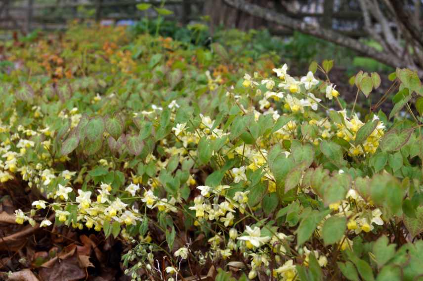 epimedium versicolor x Sulphureum