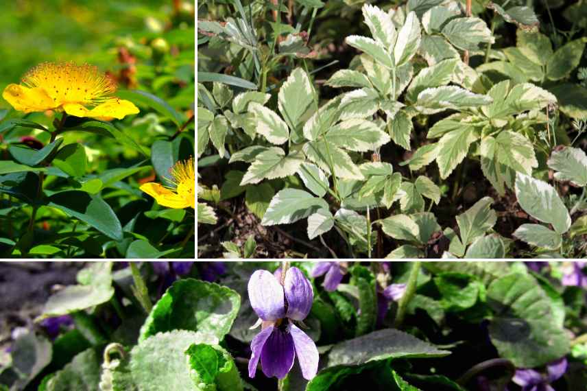 couvre sol invasif colonisateur