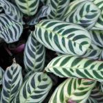 Maladies et parasites du Ctenanthe : nos conseils