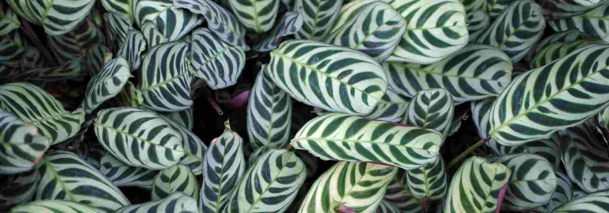 Maladies et parasites du Ctenanthe : nos conseils