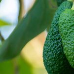 Comment planter un avocat en pleine terre et réussir sa culture au jardin ?