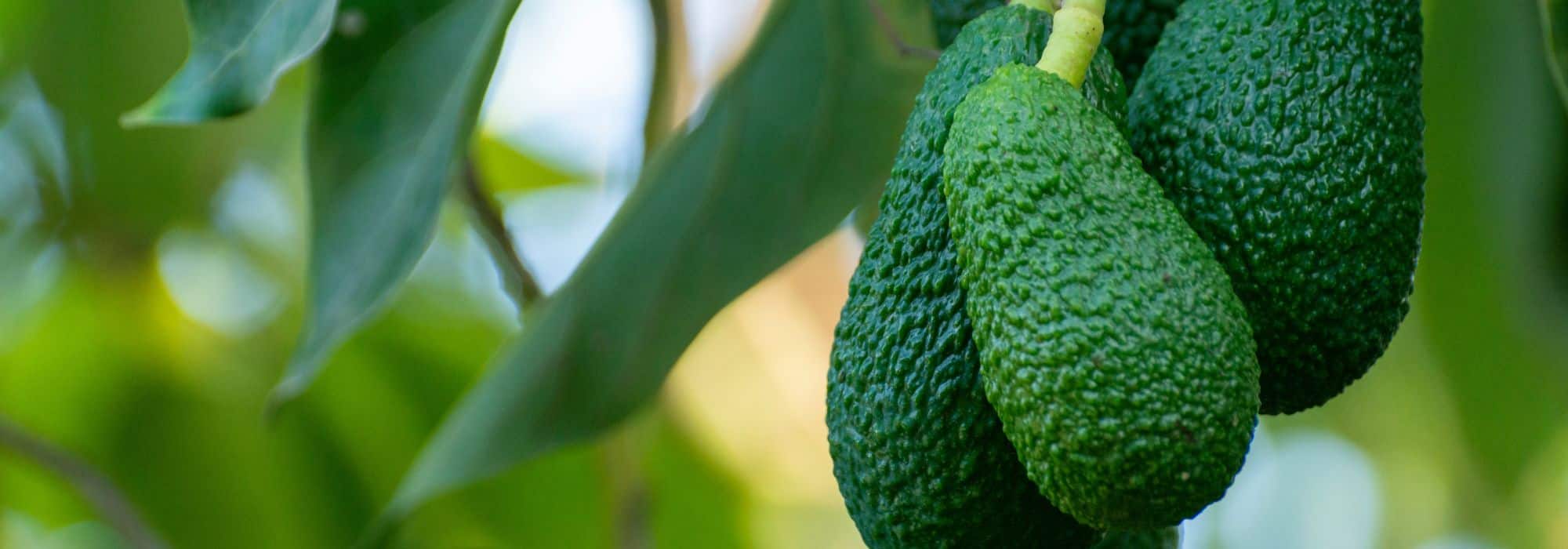 Comment planter un avocat en pleine terre et réussir sa culture au jardin ?
