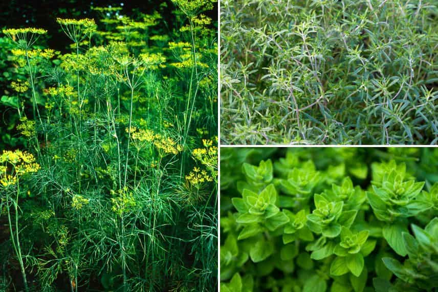Aneth, sariette et origan