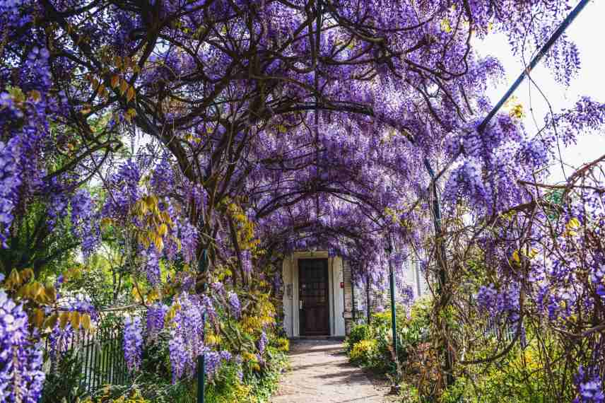 savoir differencier les glycines