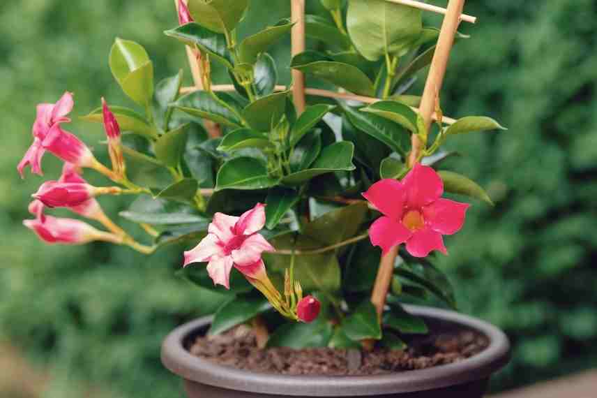 dipladenia port compact