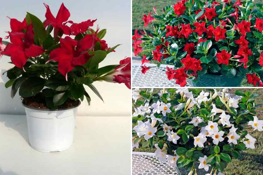 dipladénias au port compact