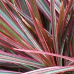 Comment planter un dragonnier de Madagascar en pot ?