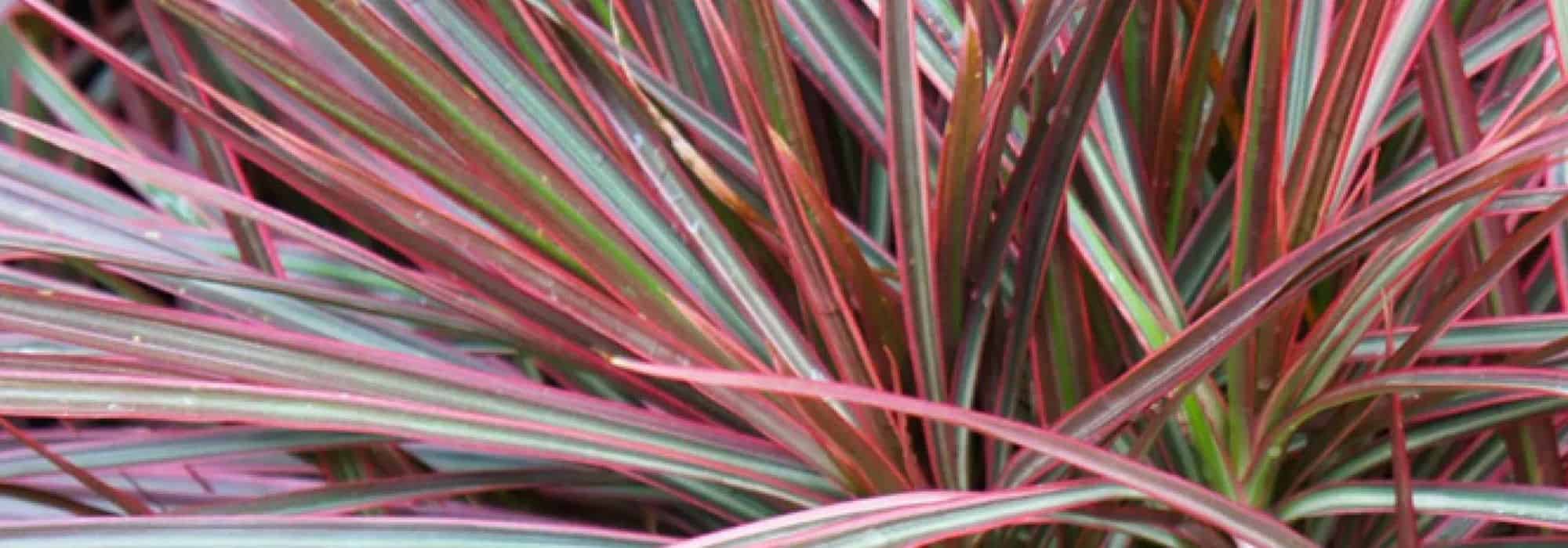 Comment planter un dragonnier de Madagascar en pot ?