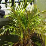 Dypsis, palmier Areca : maladies et parasites