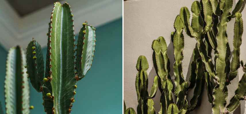 euphorbe cactus maladies