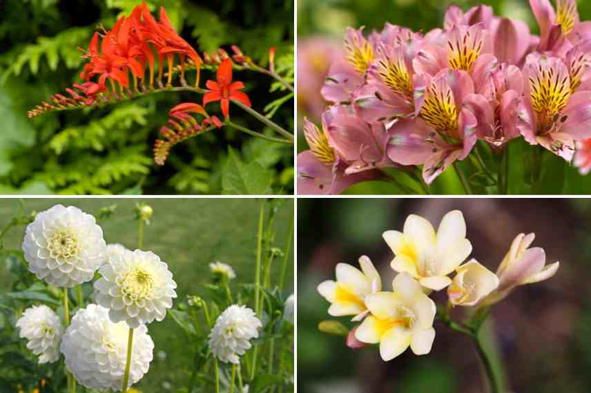 principaux bulbes d ete