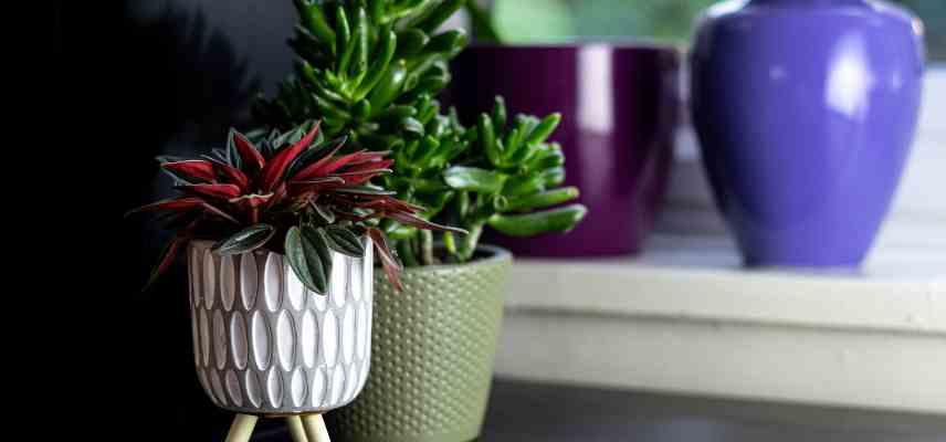 emplacement peperomia