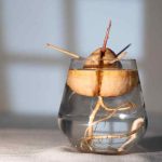 3 méthodes simples pour faire germer et cultiver un avocat à partir du noyau