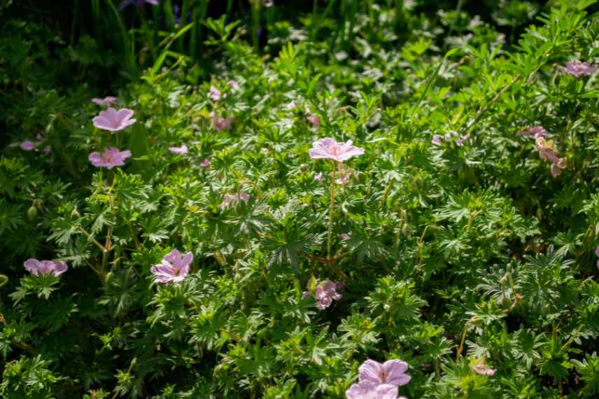 quel couvre sol non envahissant pour allee massif
