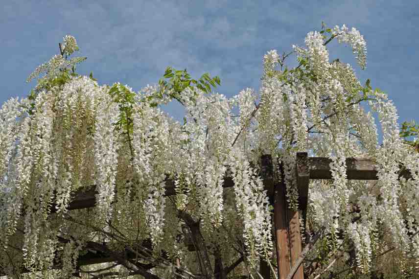 glycine parfumée reconnaitre choisir