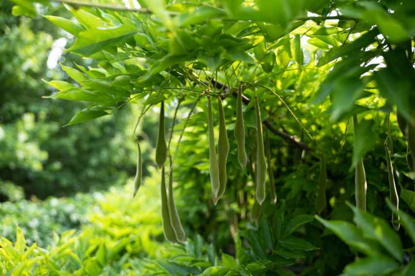 glycines les differencier