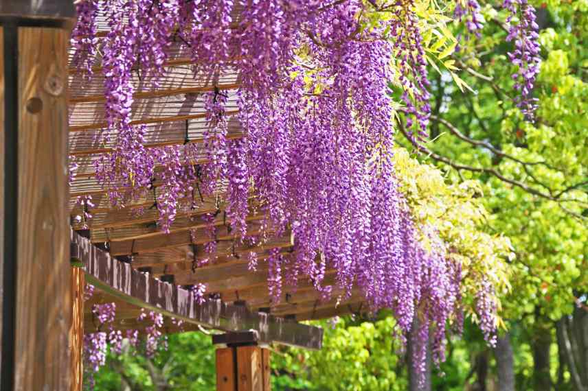 glycines selon duree periode floraison