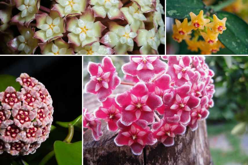 hoya après achat : floraison