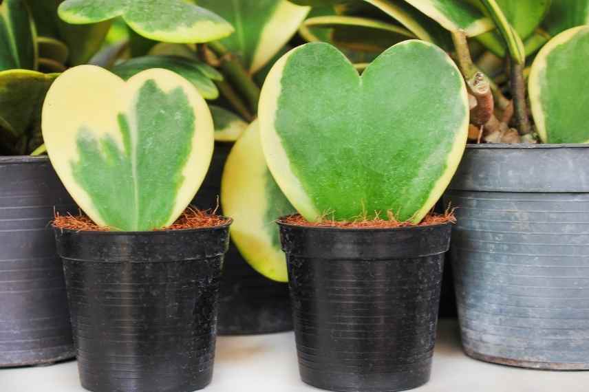 hoya : stress après achat