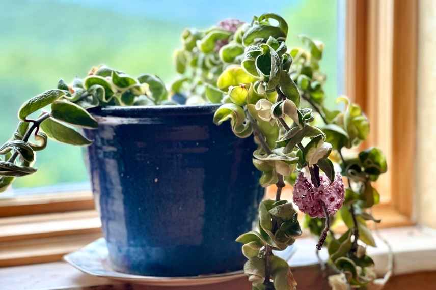 Hoya après achat : besoin en lumière