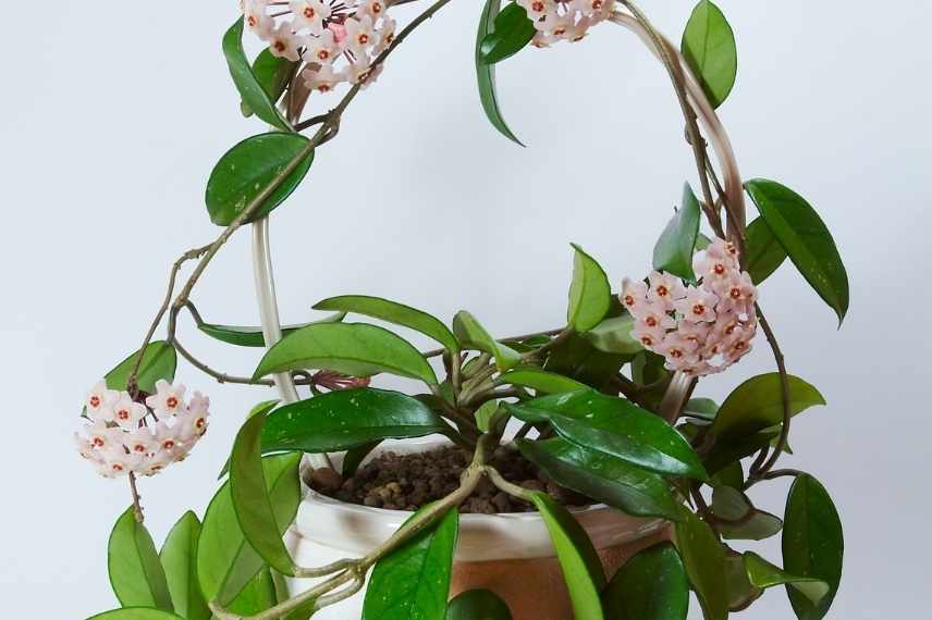 hoya après achat rempotage