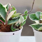 Hoya : que faire après l'achat ?